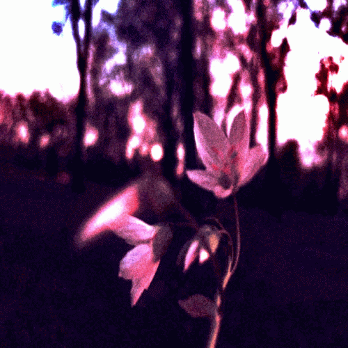 Sadness (USA) : Old Songs 2014